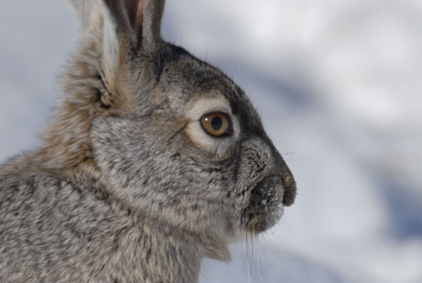 Jackrabbit